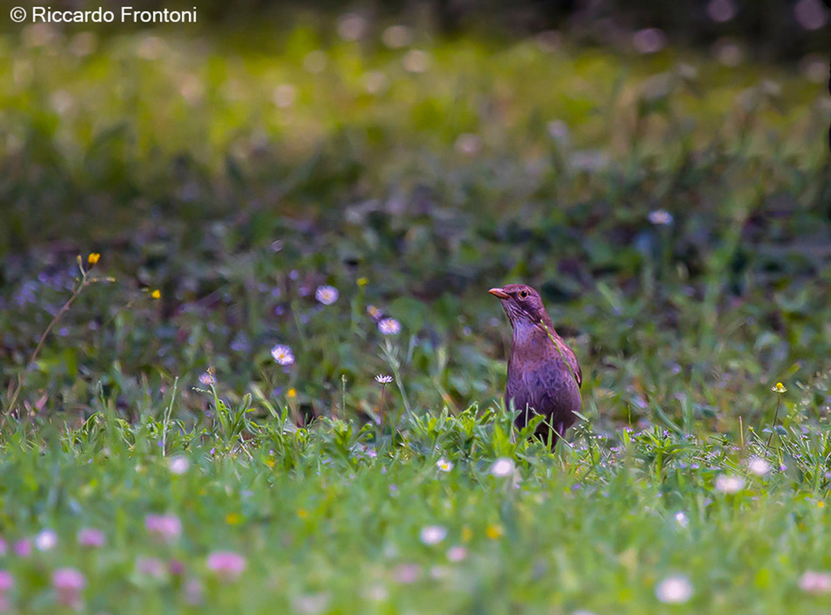 Visitatore guardingo