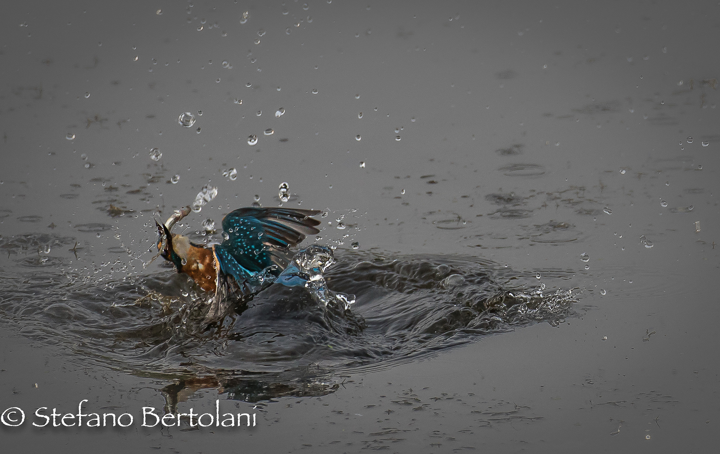 wet fight .... fight lucky ...