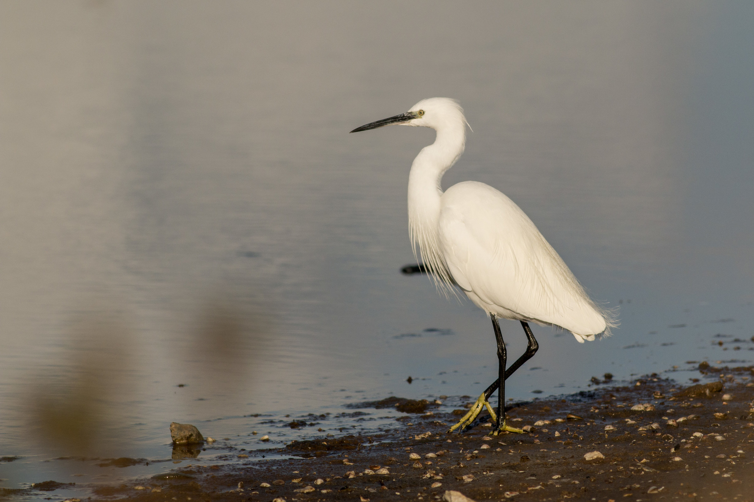 egret egretta