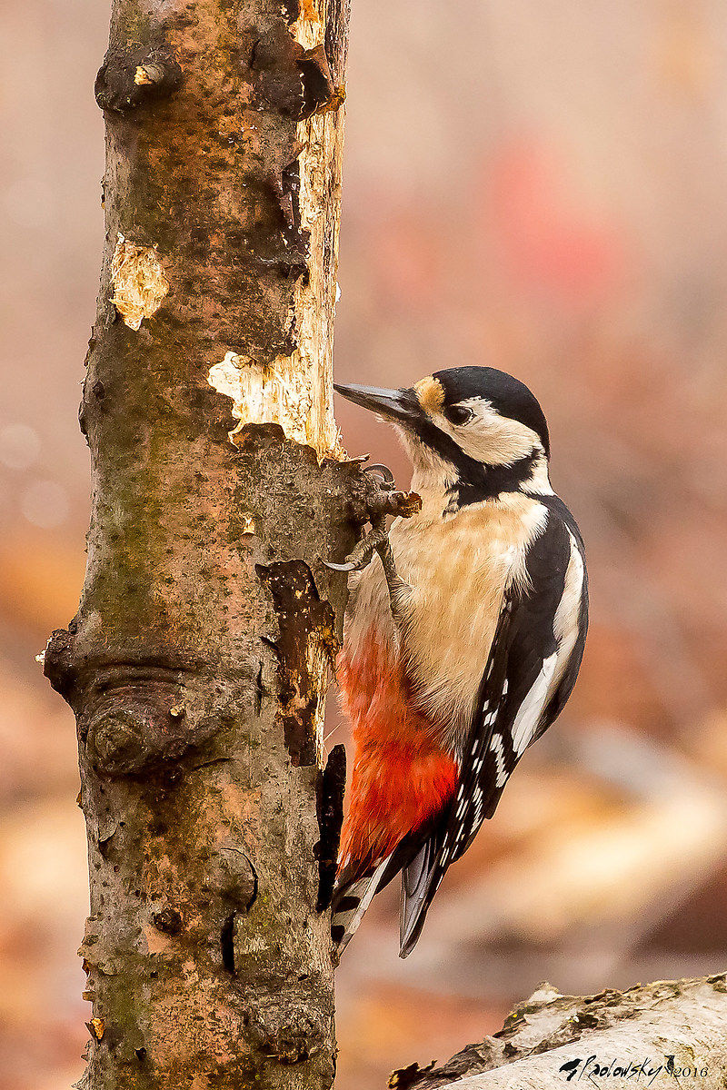 Picchio Rosso Maggiore