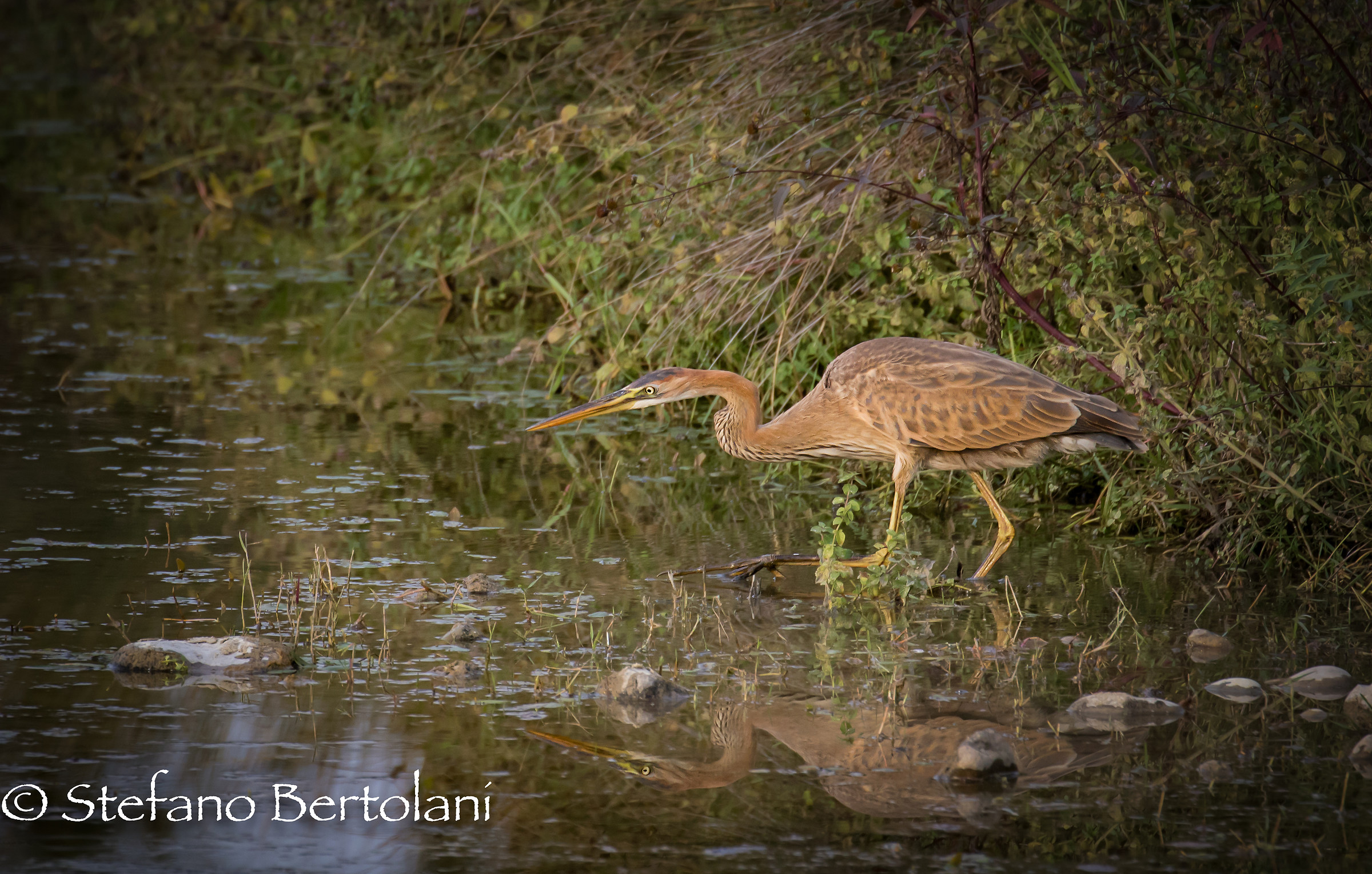 silent that are concentrated