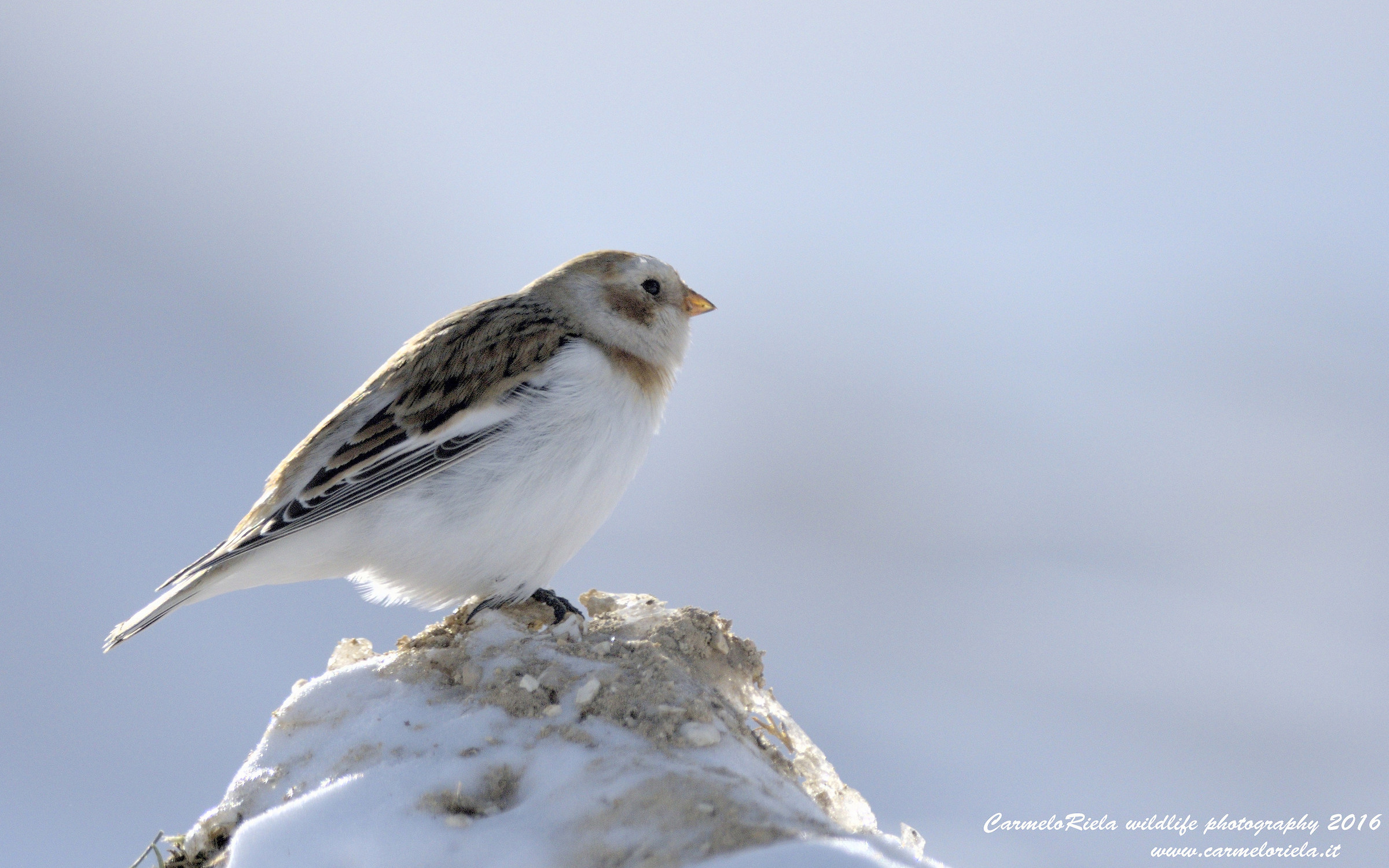 Zigolo delle nevi(Plectrophenax nivalis)
