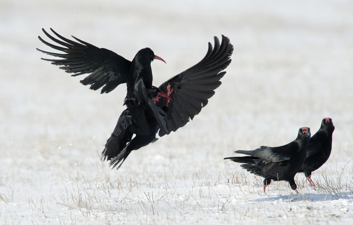 choughs 2