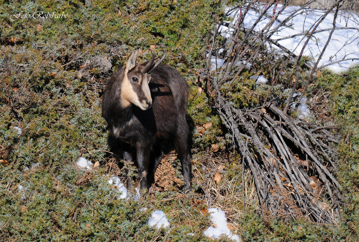 Un camoscio tra i ginepri...