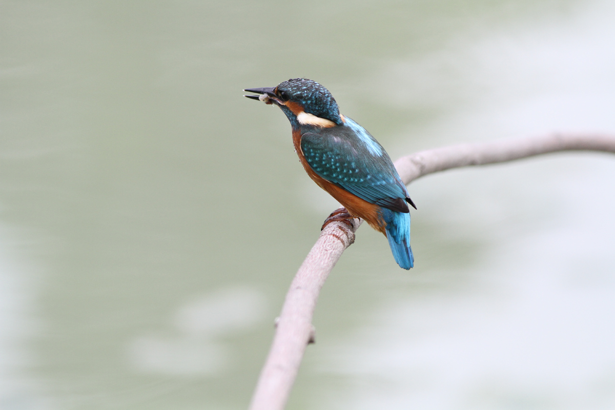Young Kingfisher