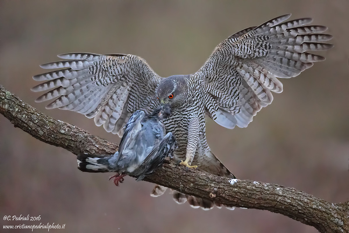 Goshawk with prey ...