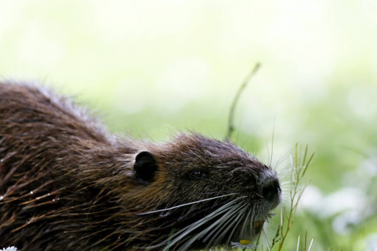 Nutria