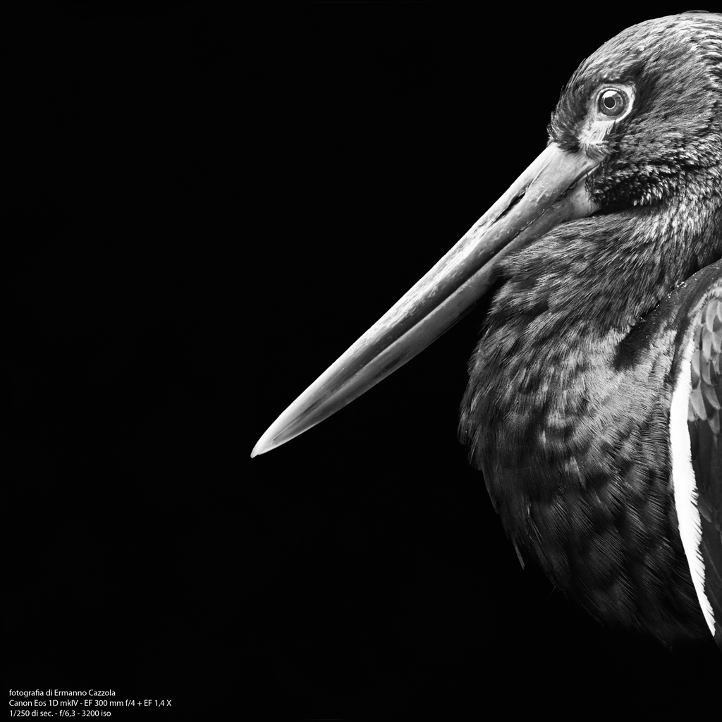 in un'oasi faunistica