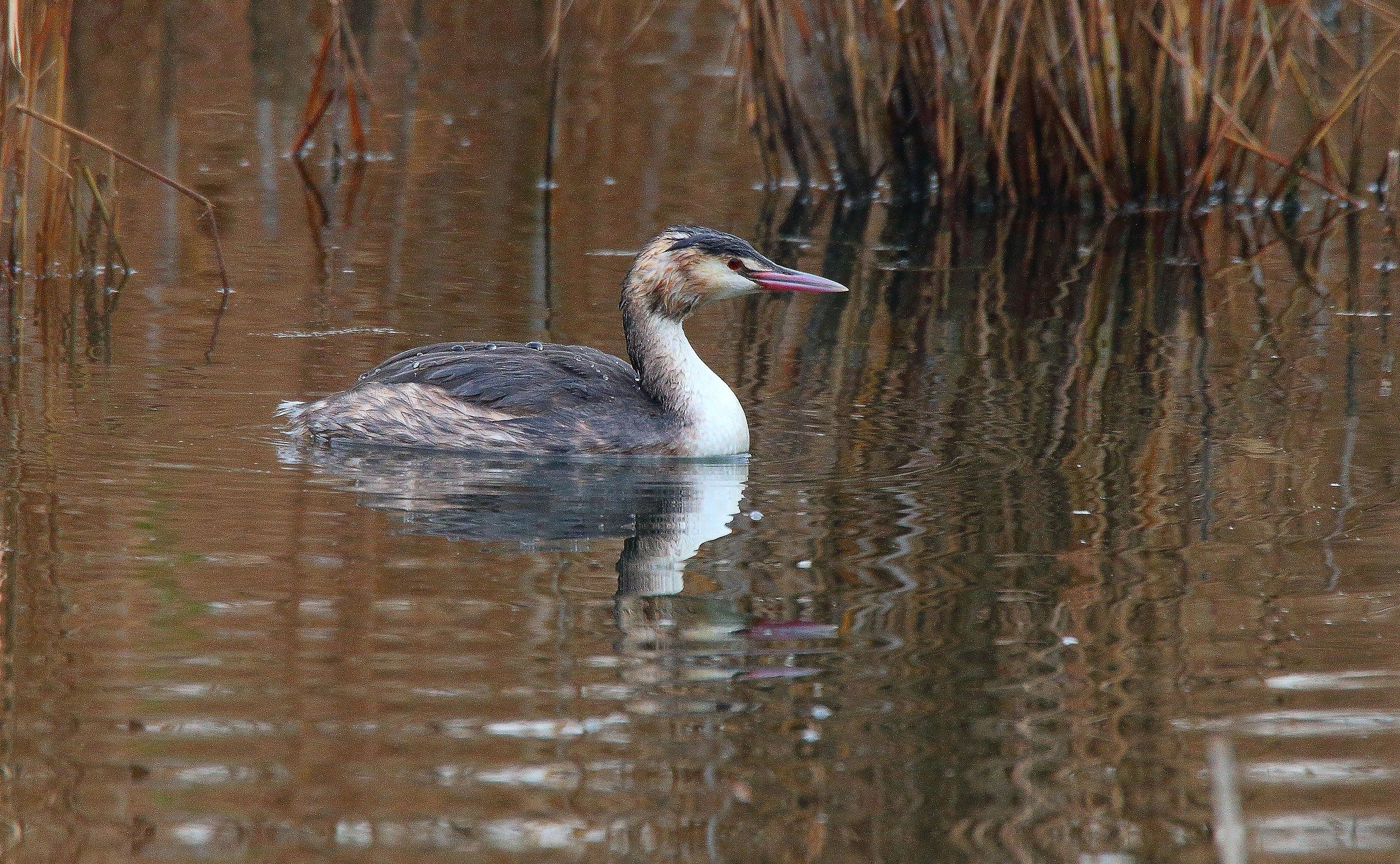 great crested grebe