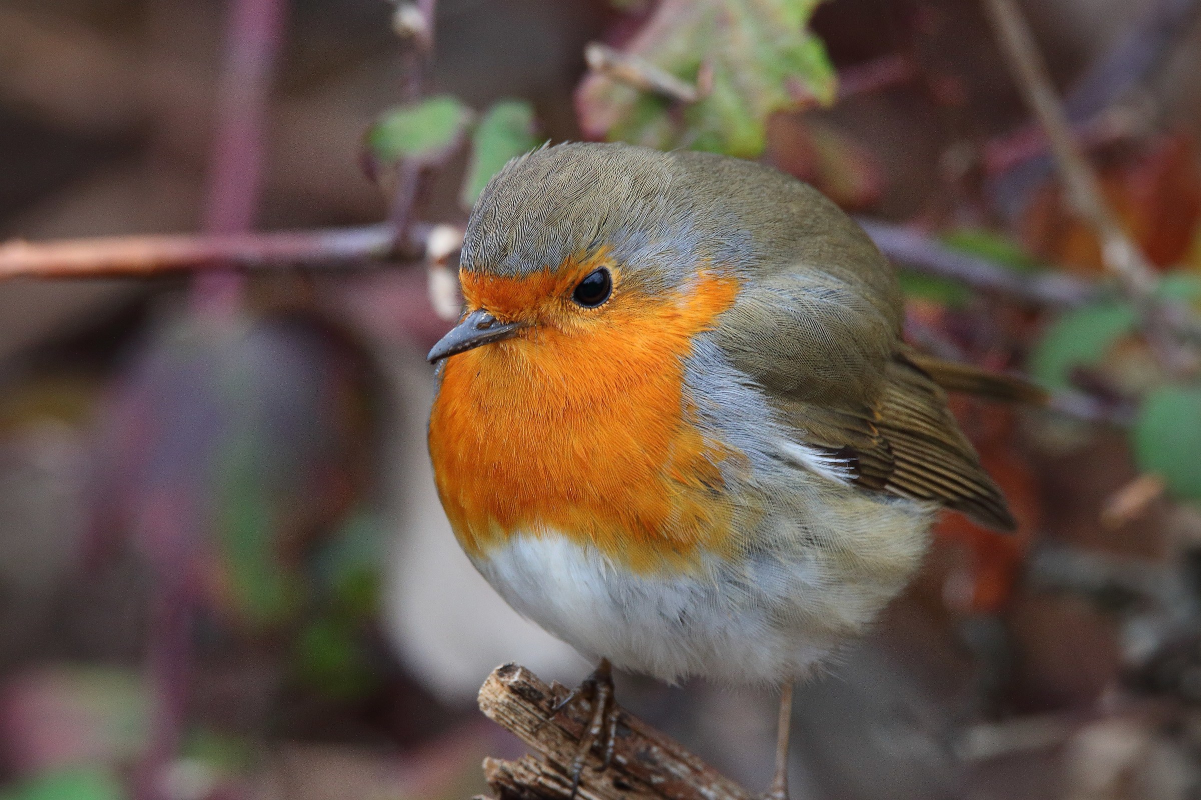 robin