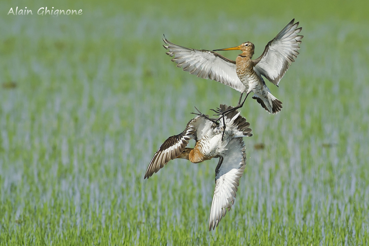 quando il gioco si fa duro.. au revoir