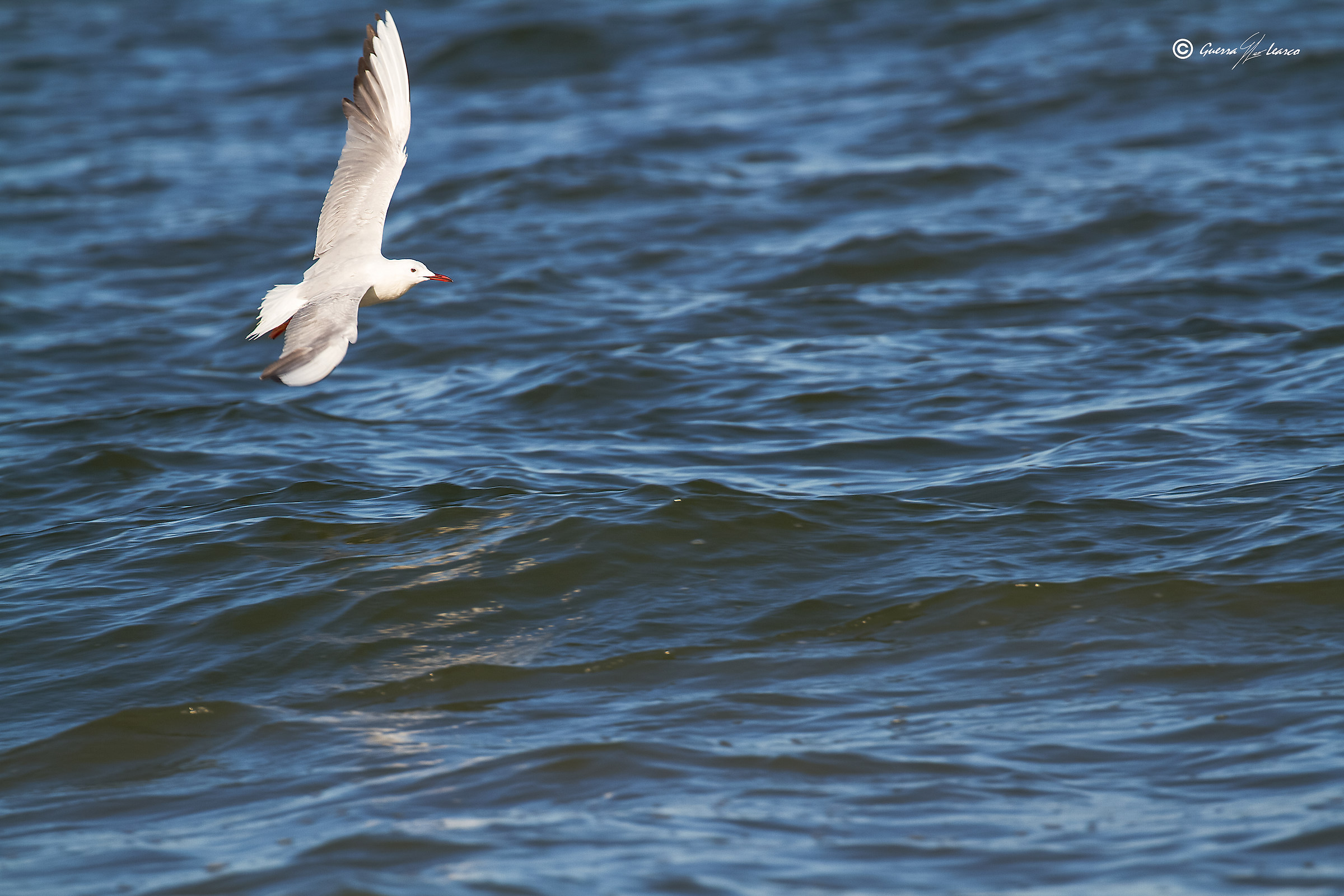 Il gabbiano Jonathan Livingston