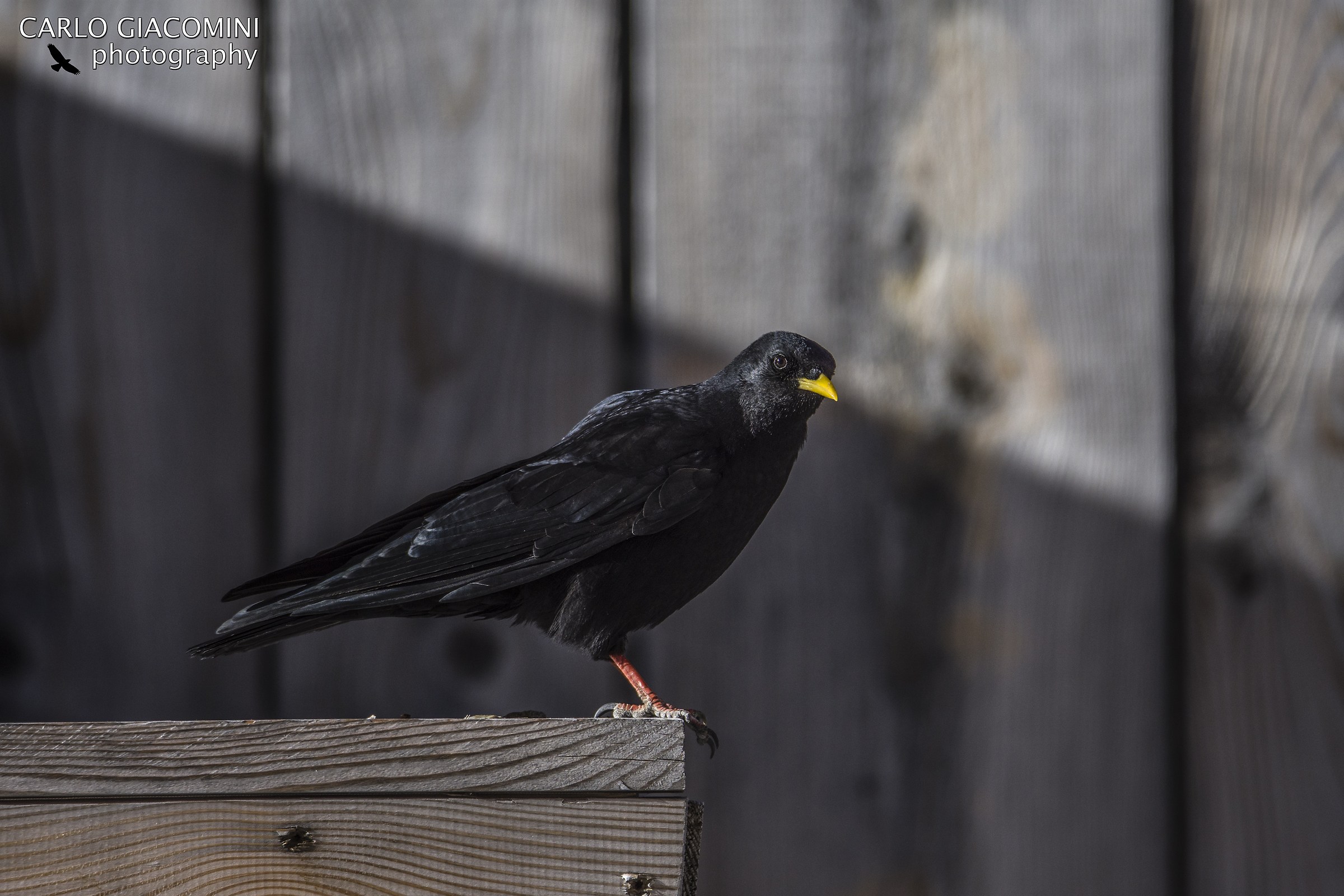 CAW to Passo Principe