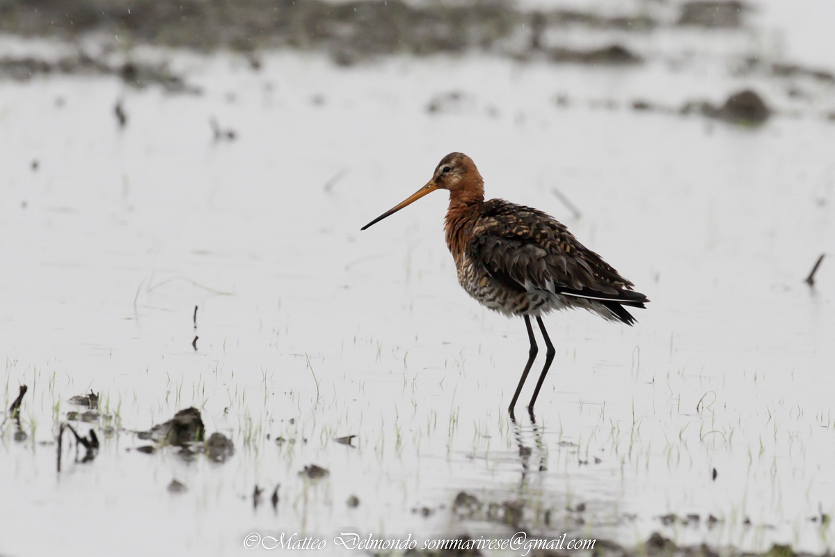 Black-tailed Godwit