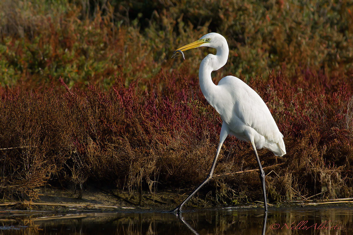 bianco maggiore con anguilla