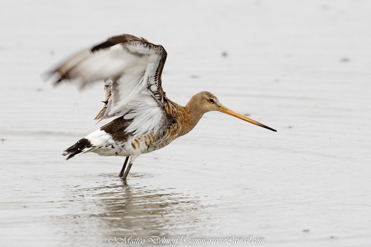 Black-tailed Godwit