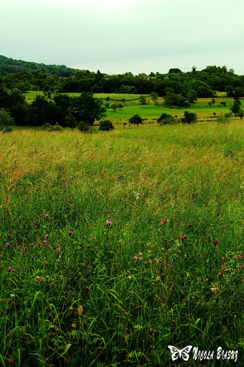 Two steps in the long grass ...