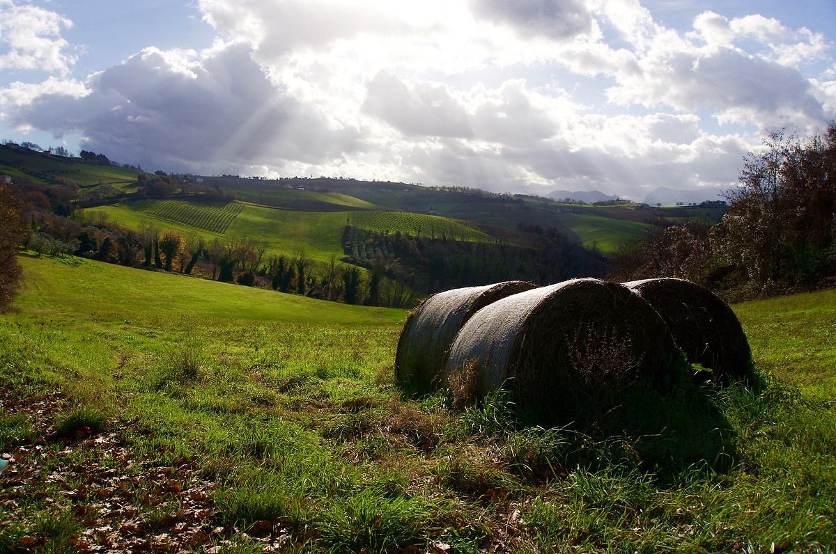 Marche countryside