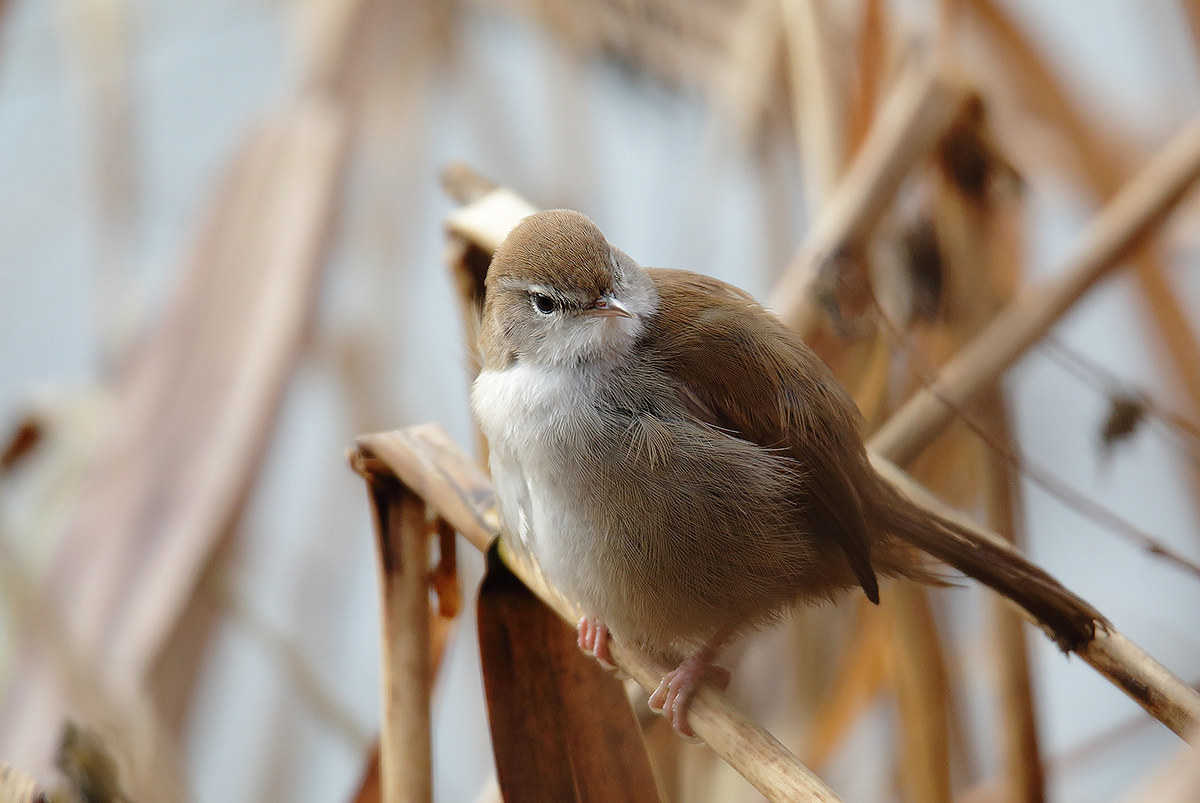 Cetti's warbler