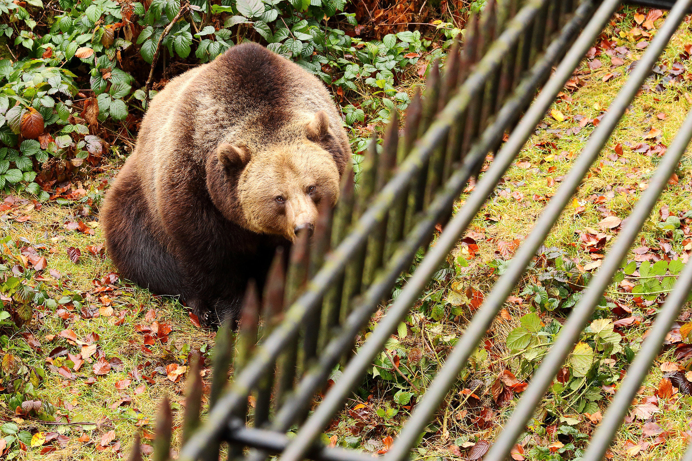 La Dura Verità Del Bayerischer Wald