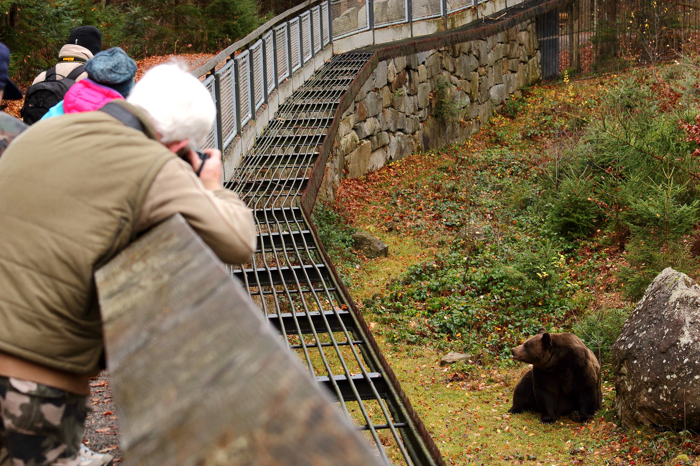 La Dura Verità Del Bayerischer Wald