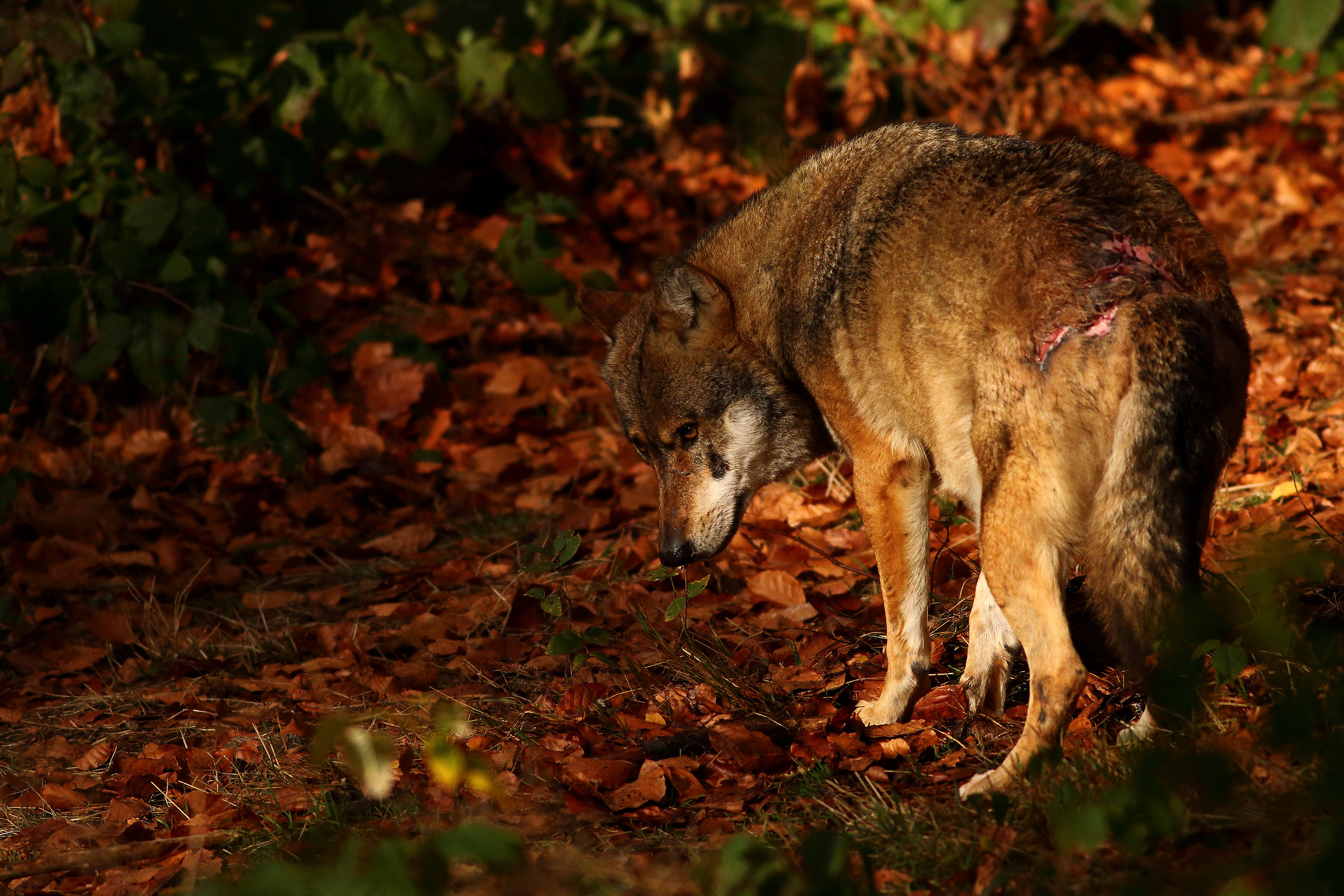 La Dura Verità Del Bayerischer Wald