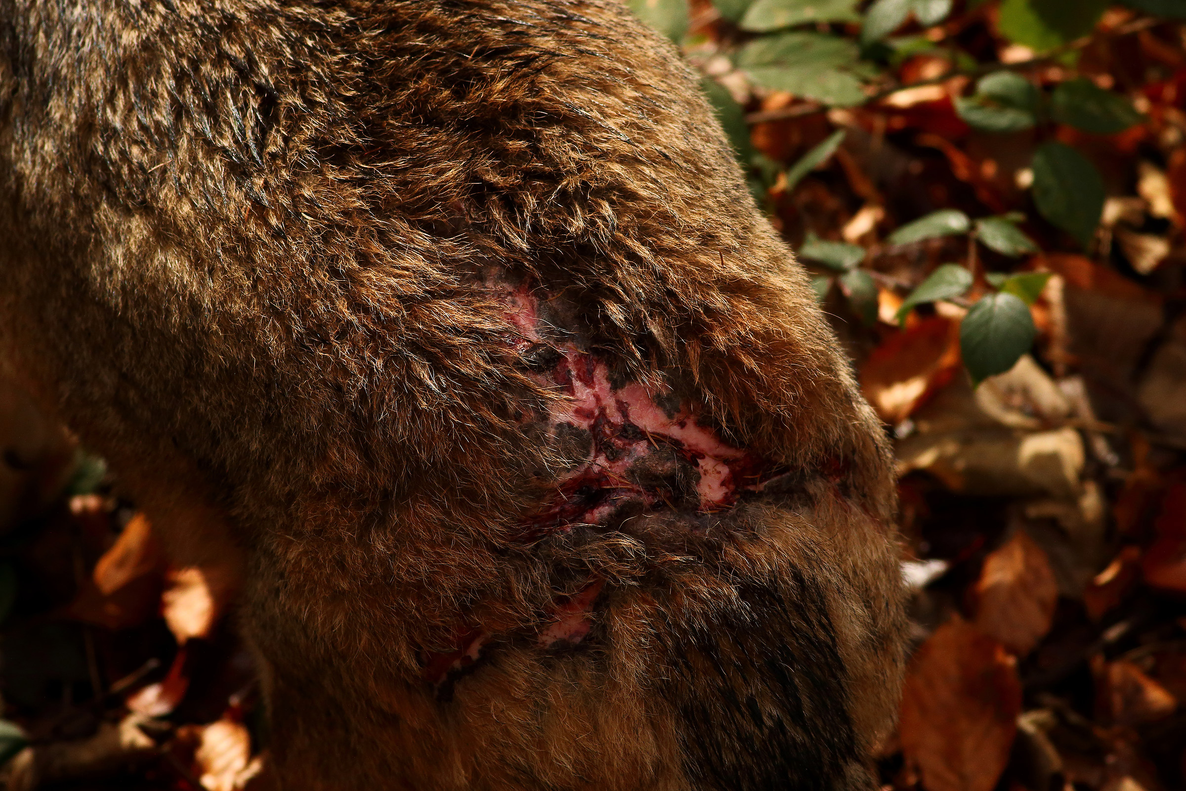 La Dura Verità Del Bayerischer Wald