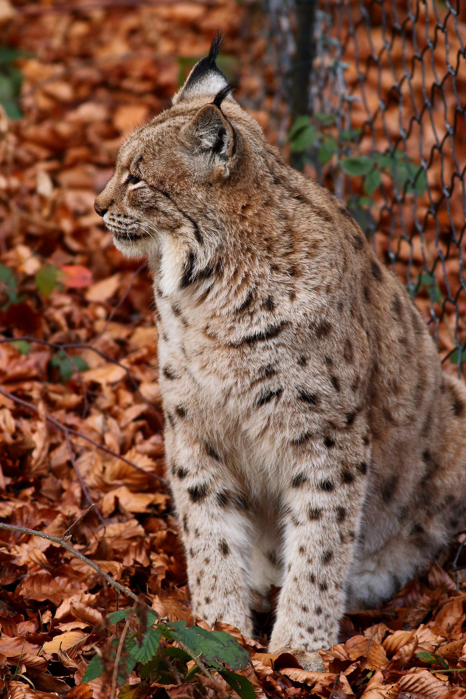 La Dura Verità Del Bayerischer Wald