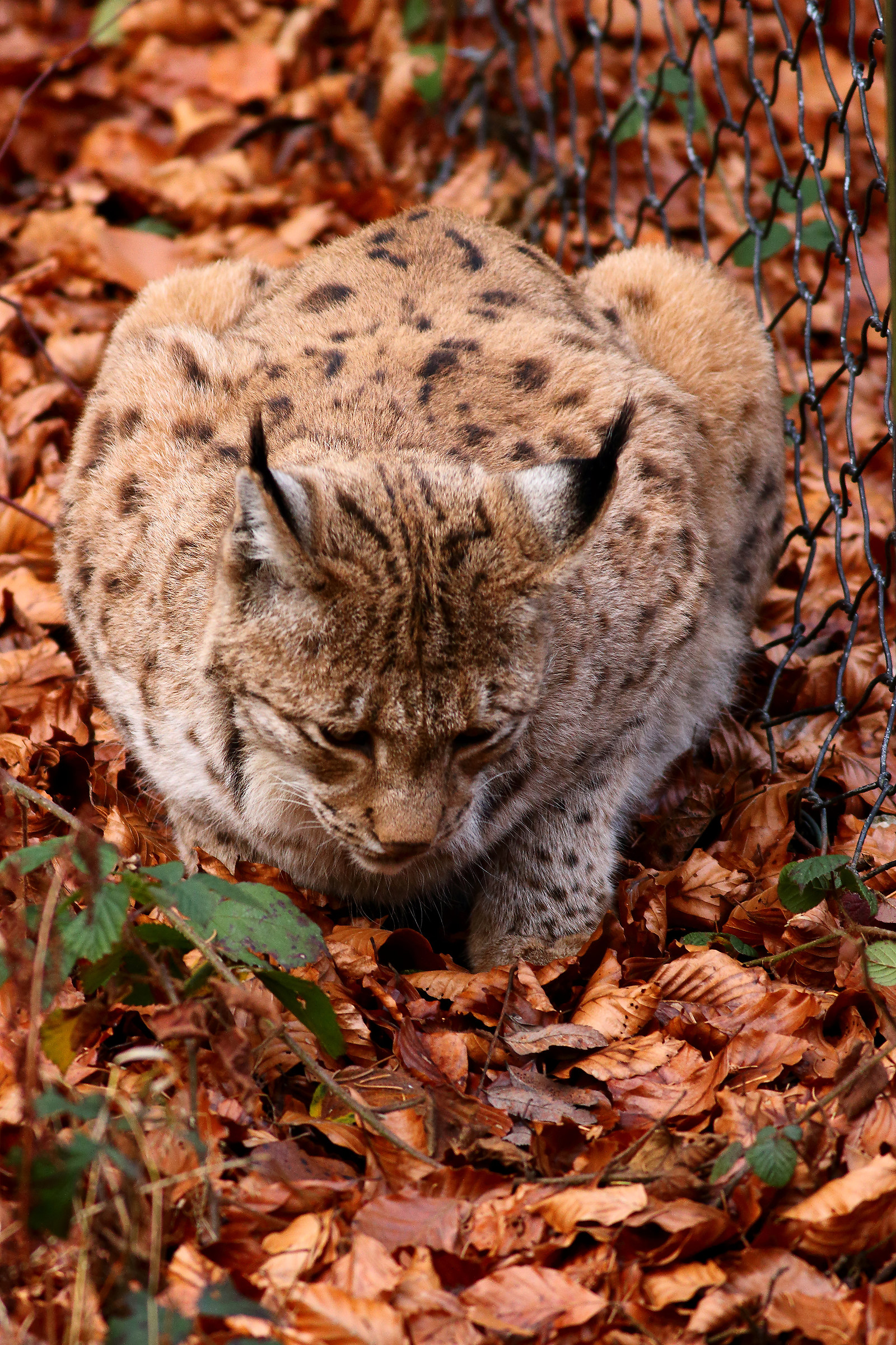 La Dura Verità Del Bayerischer Wald