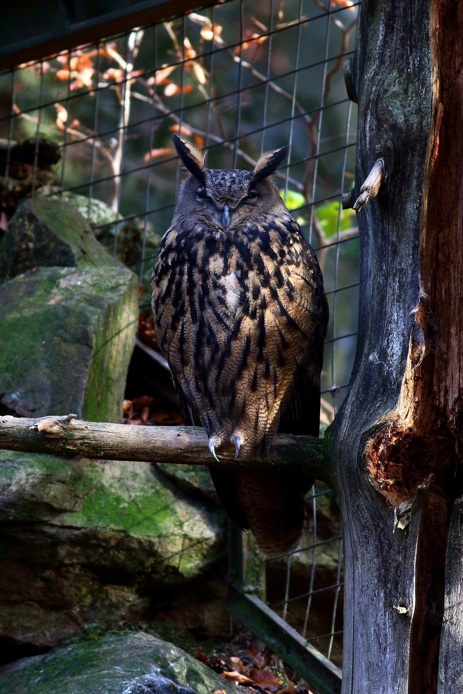 La Dura Verità Del Bayerischer Wald