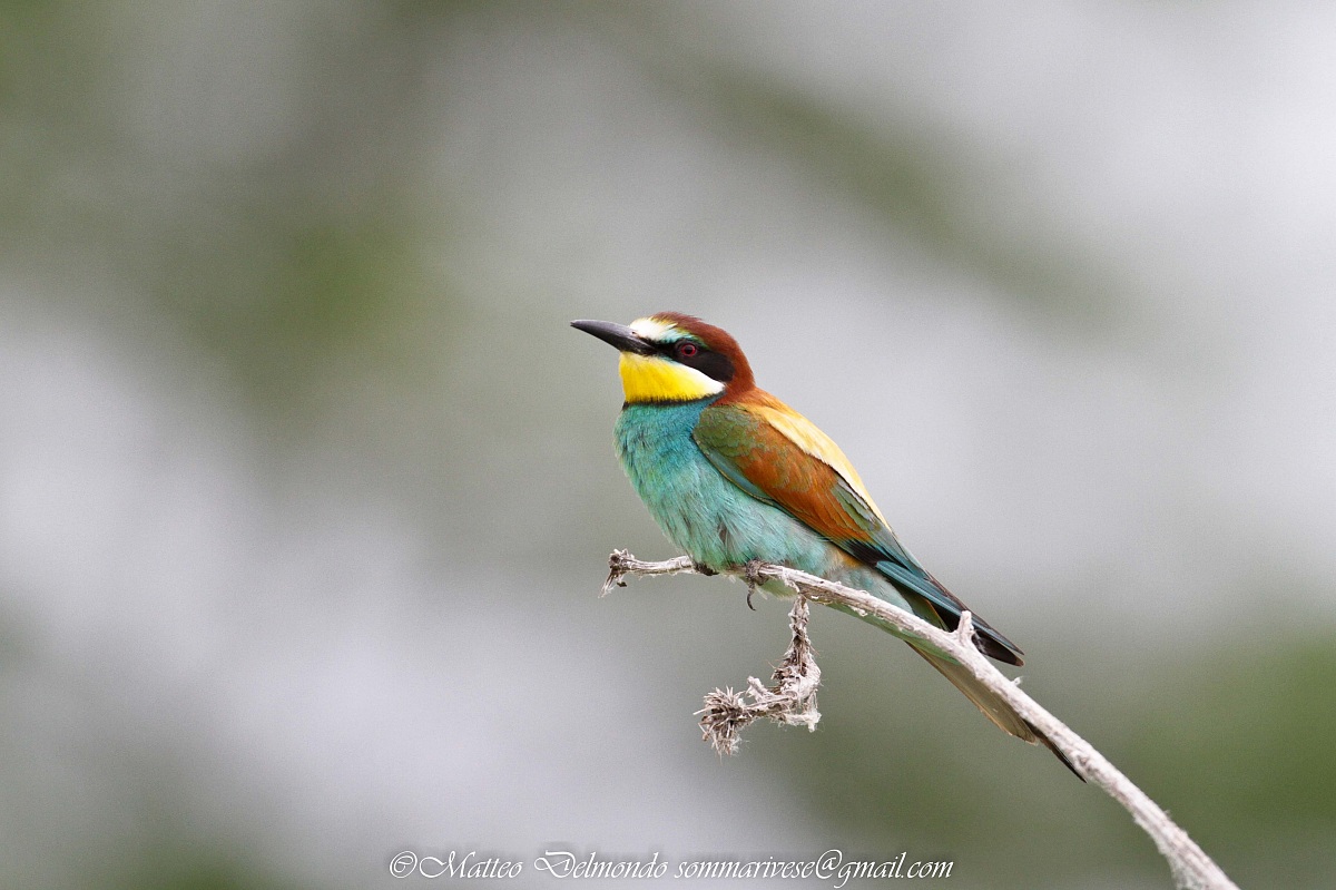 Bee-eaters