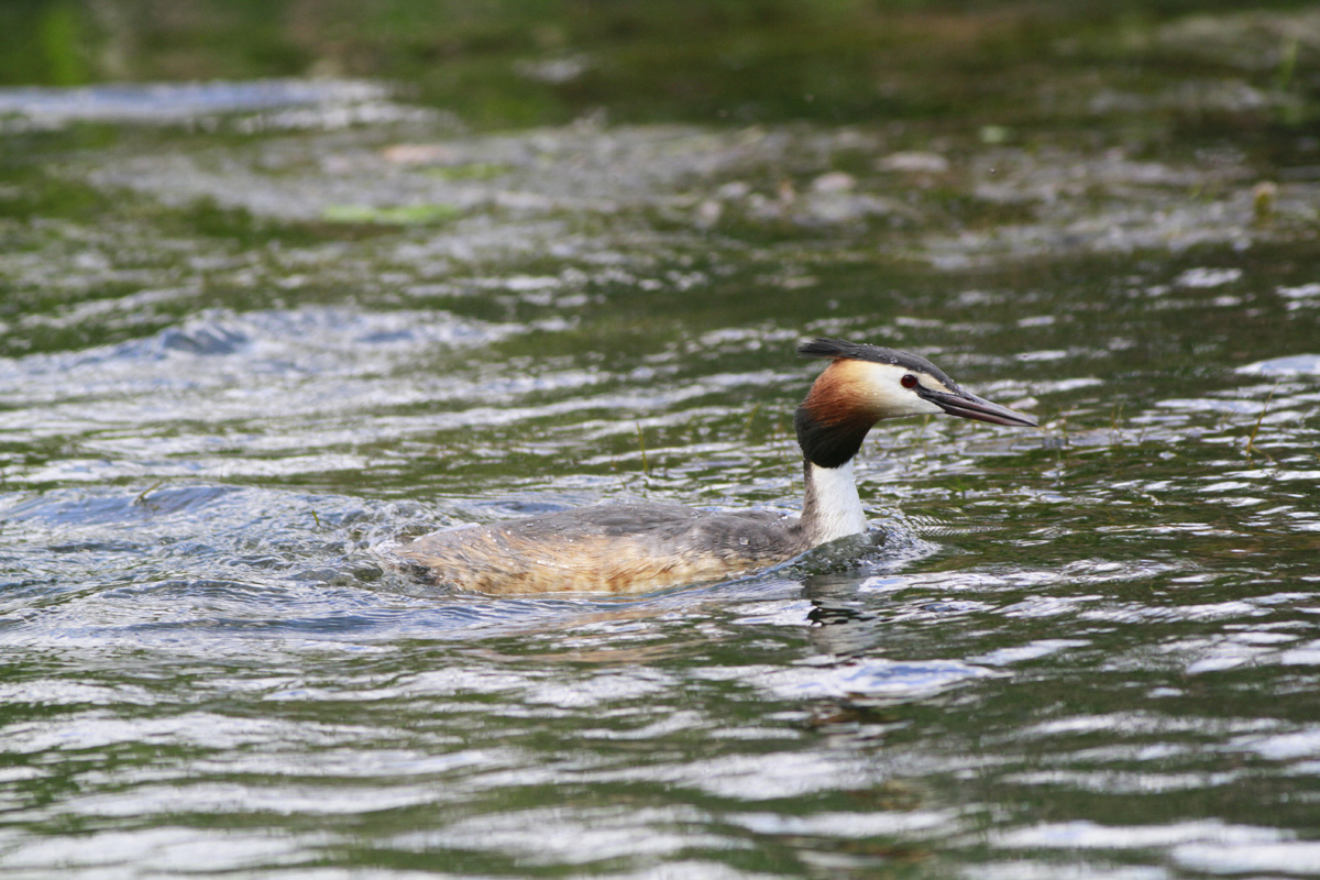 Great Crested Grebe