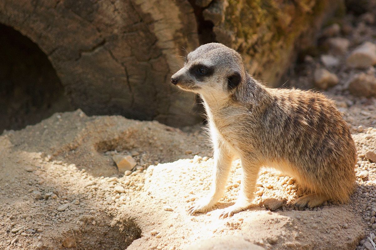 Meerkat (Suricata suricatta)
