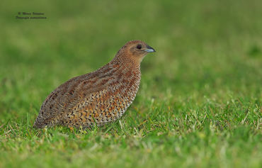 Coturnix ypsilophora