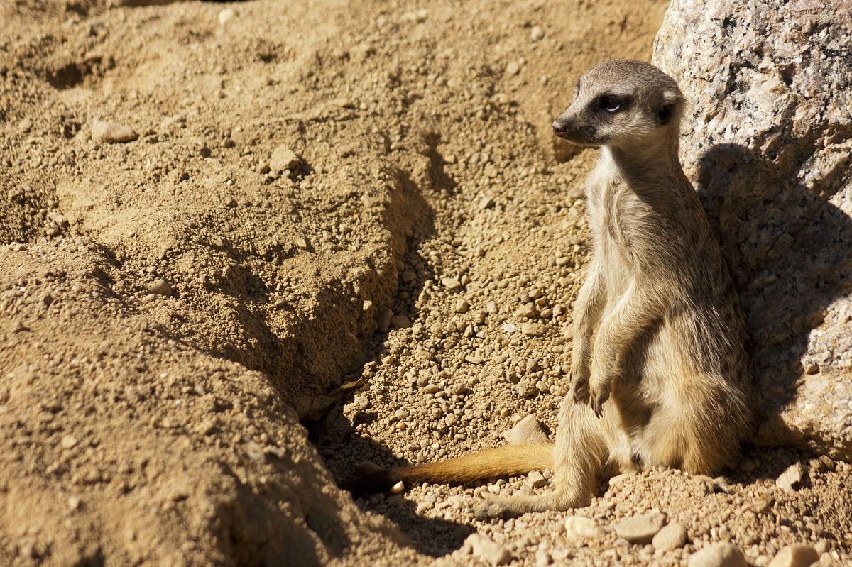 Meerkat (Suricata suricatta)