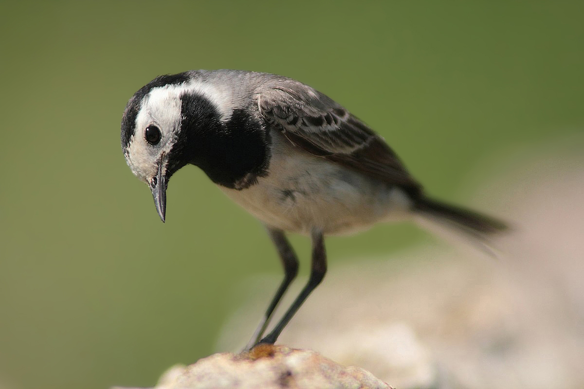 Close encounter with the white wagtail