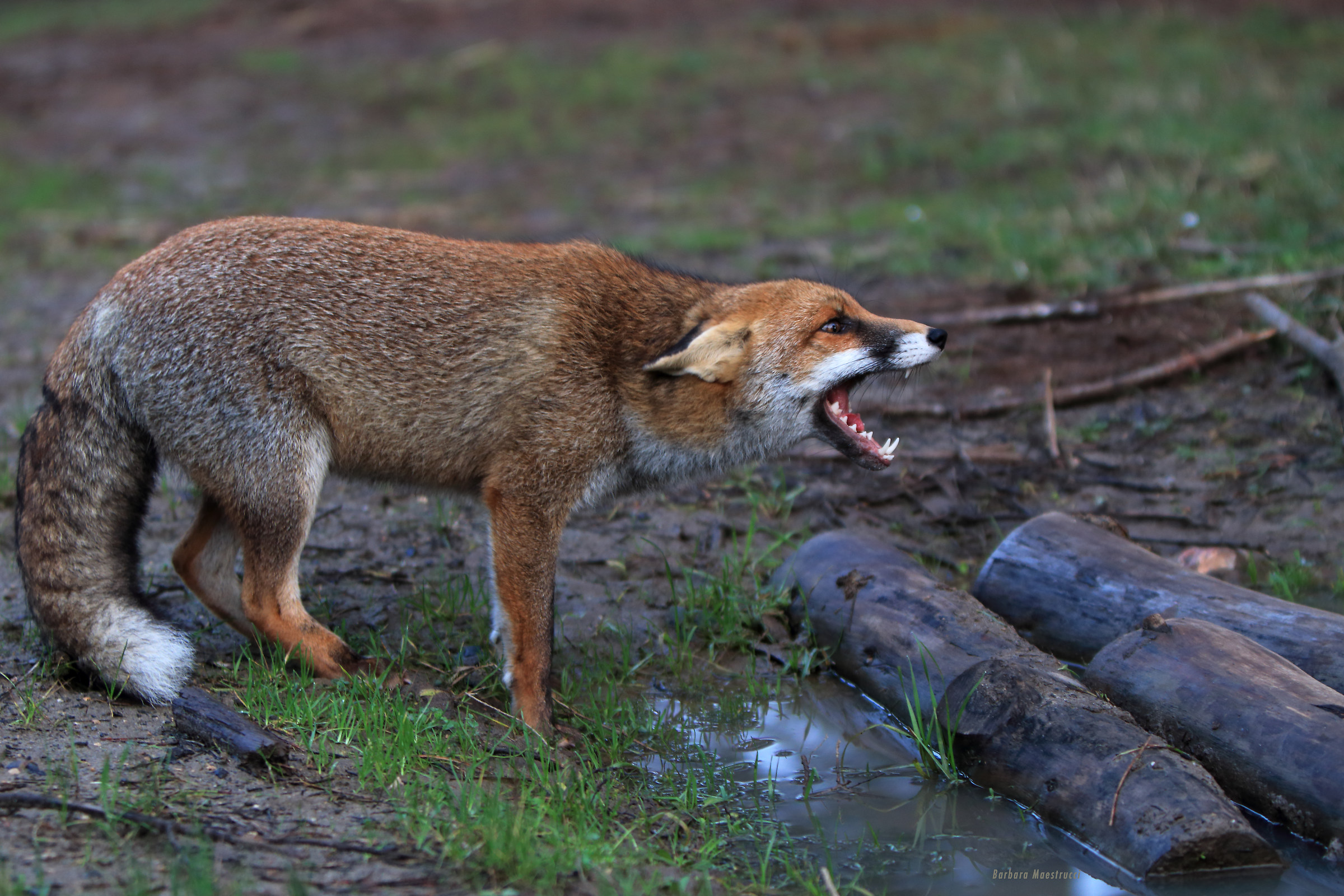 I'm not angry fairy !!