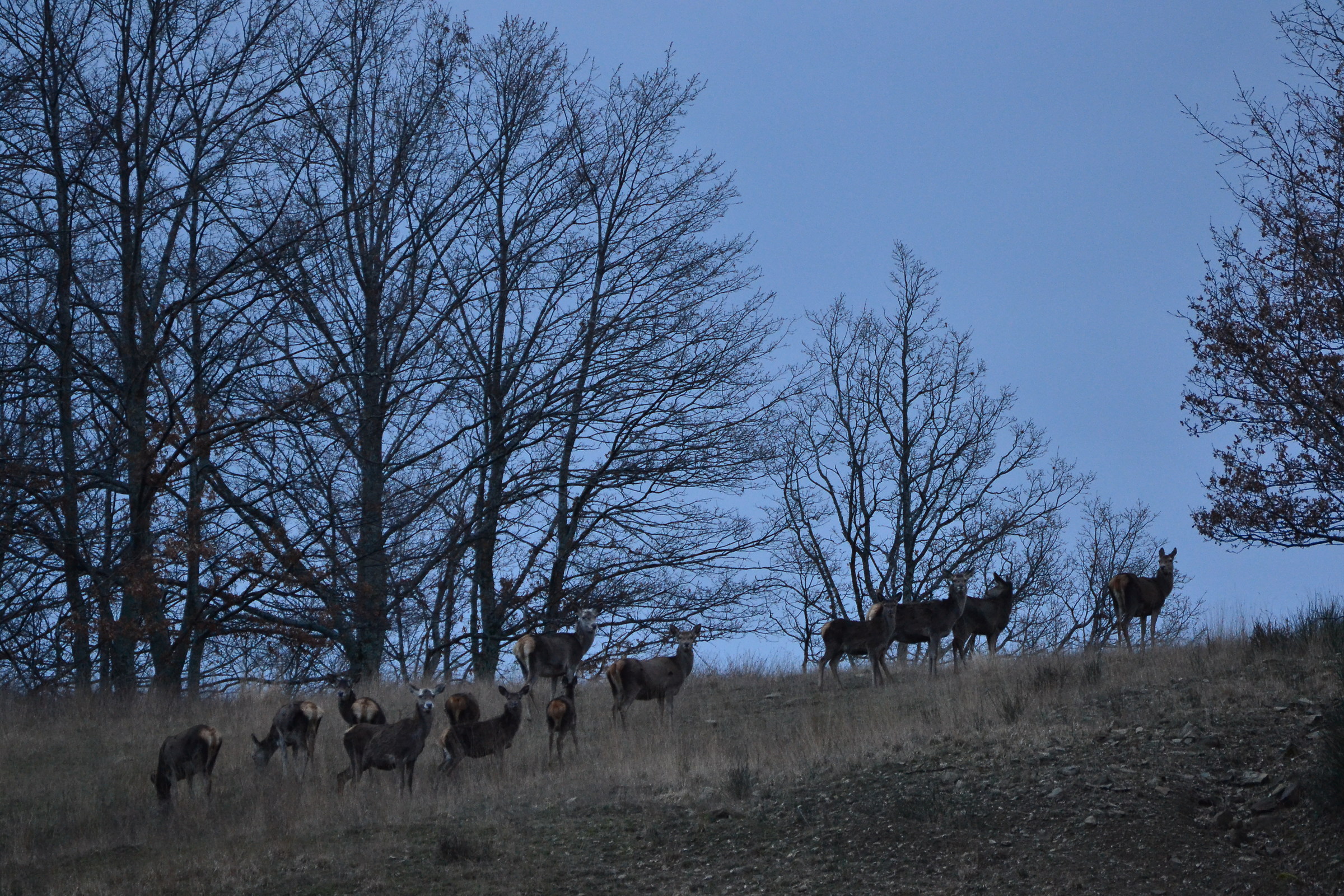 The inhabitants of the Forest