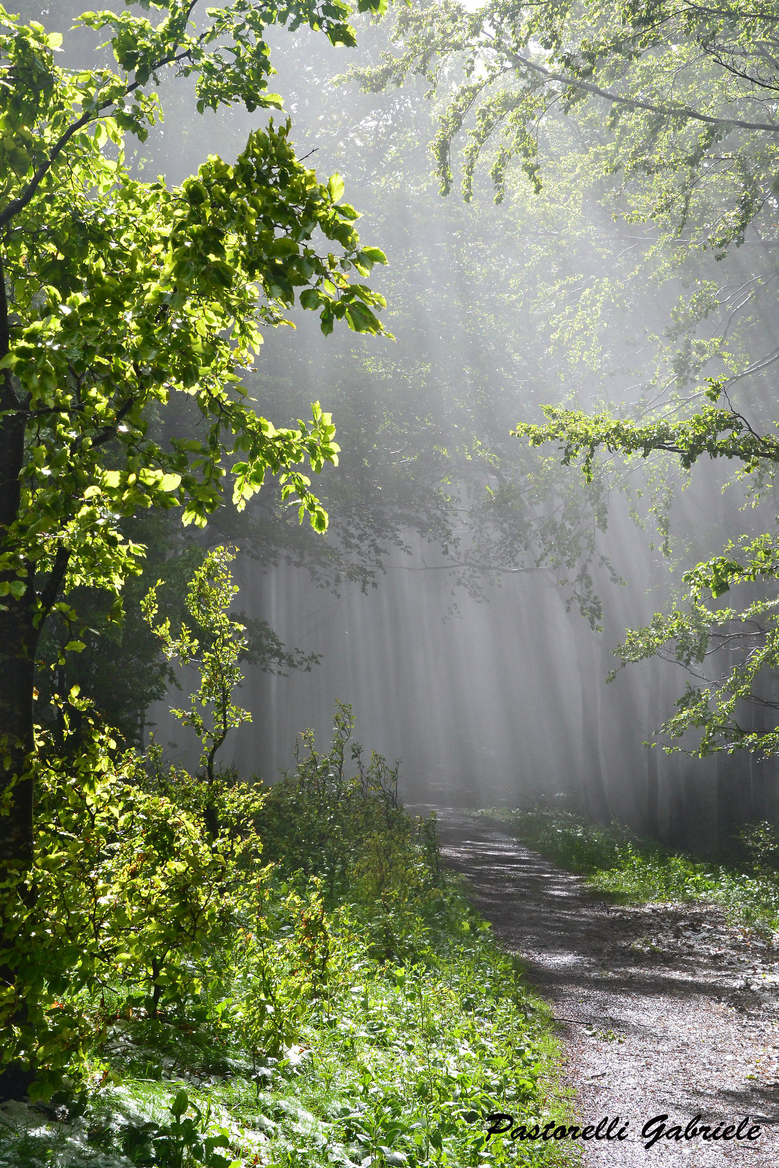Il risveglio della foresta