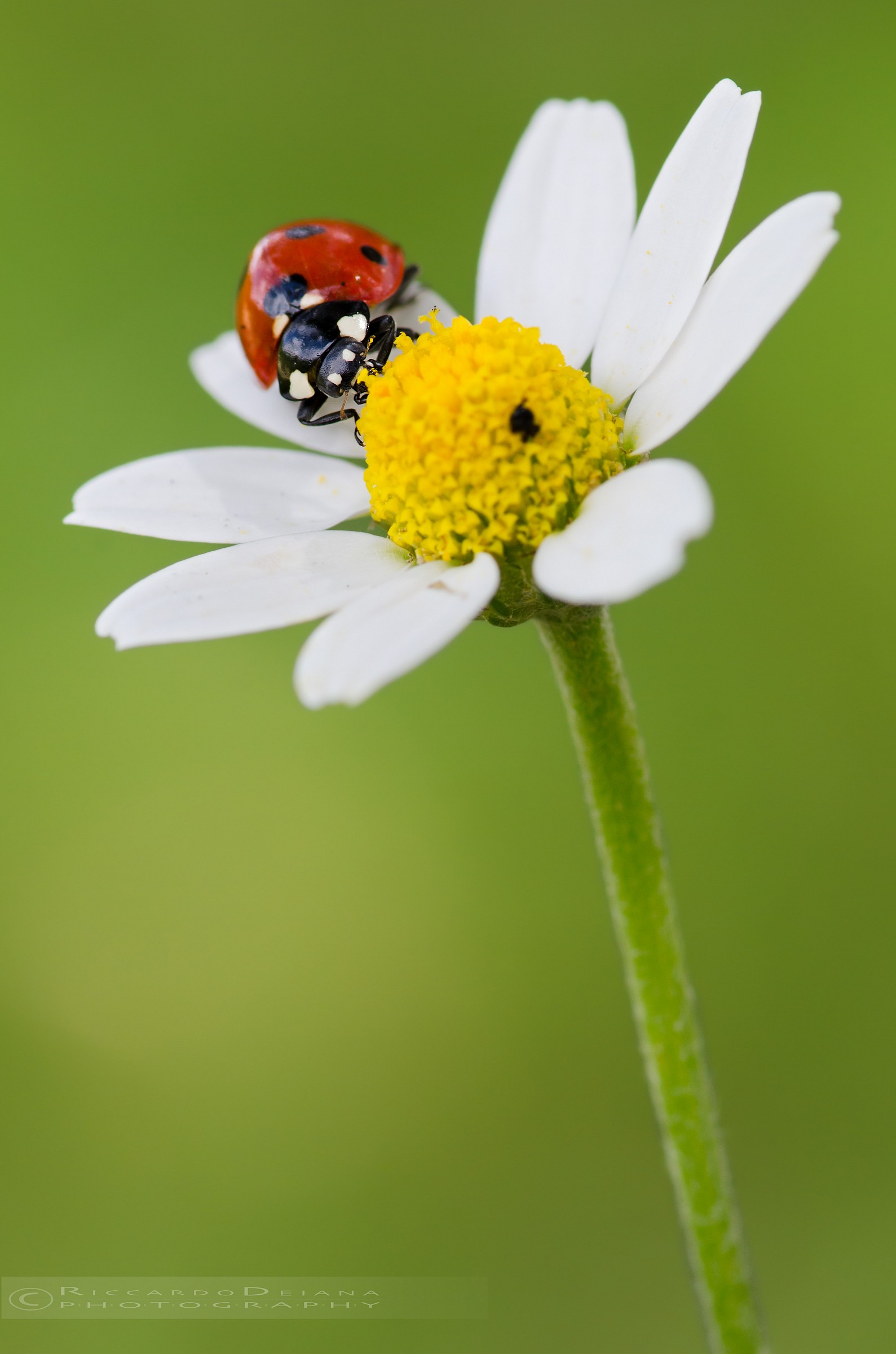 Lego ladybug