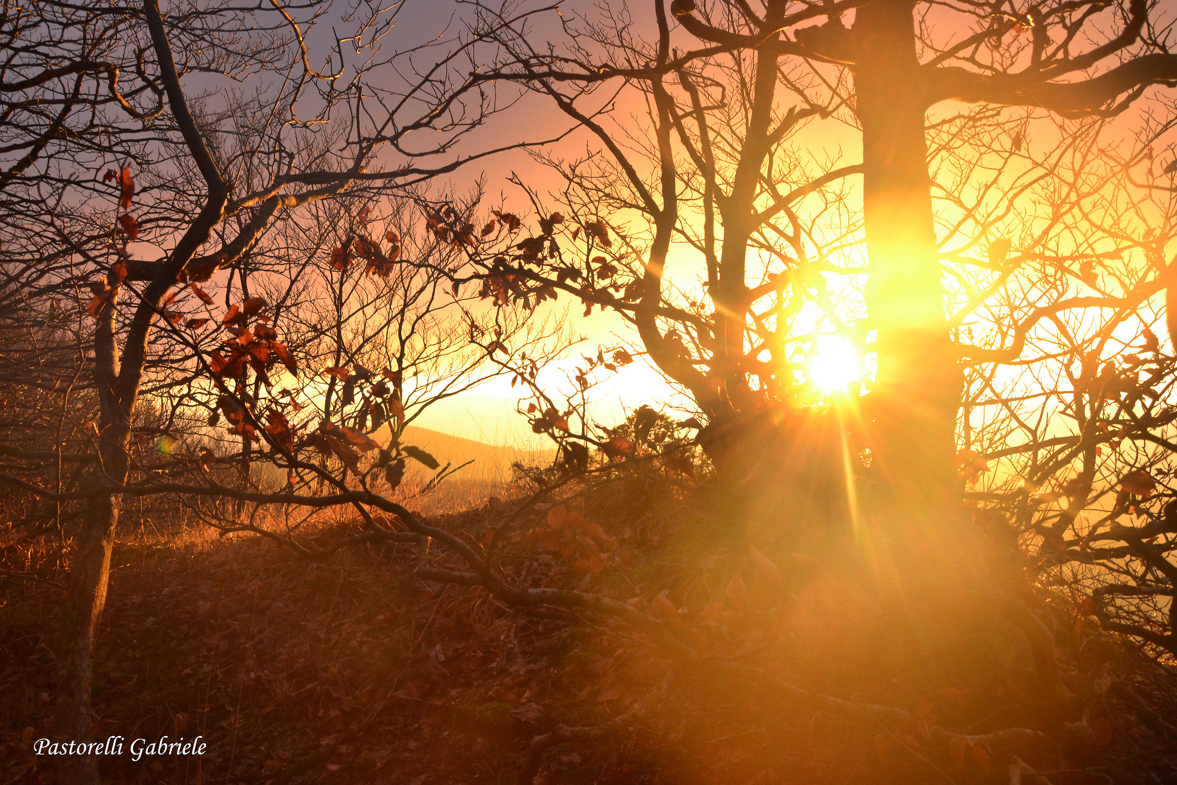 Tramonto nella foresta