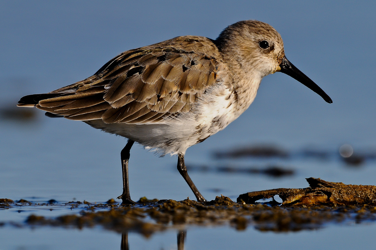 dunlin