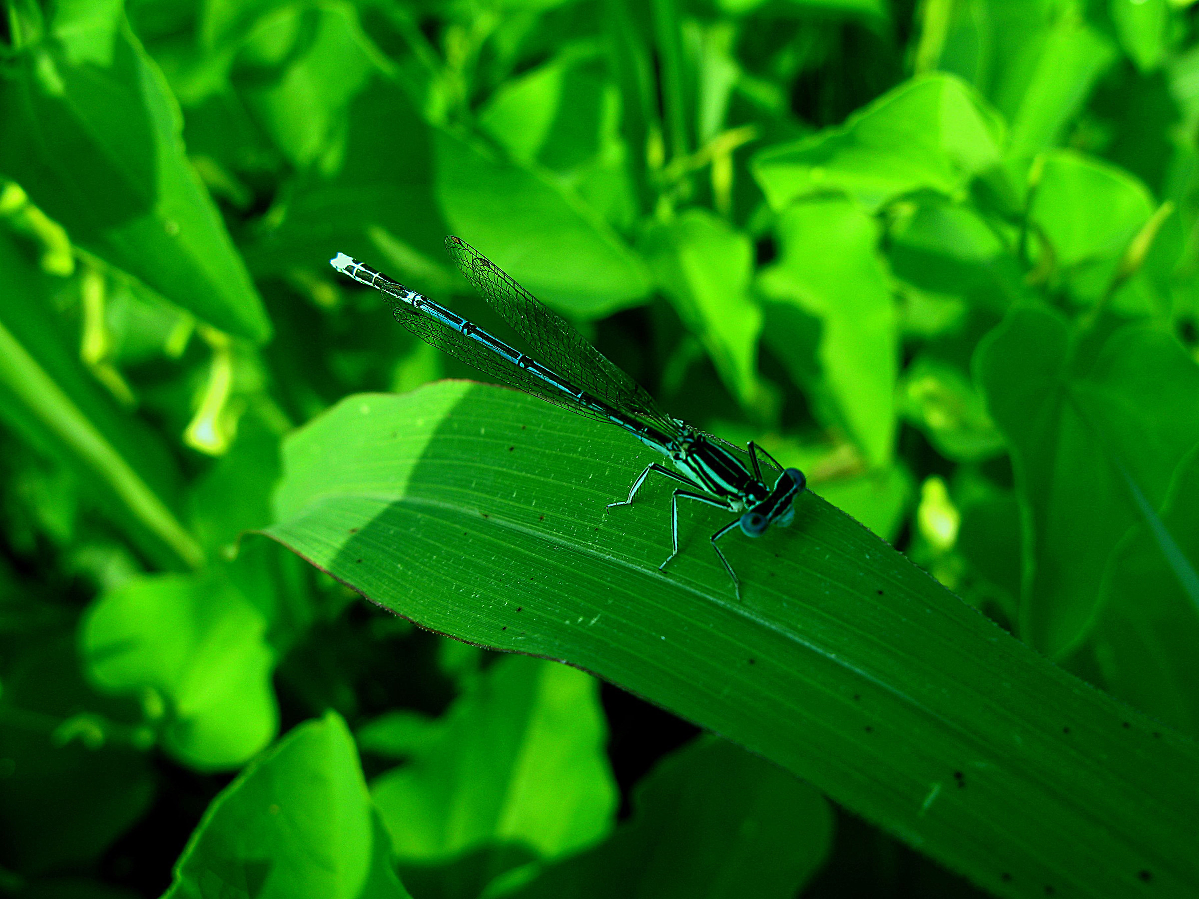 Blue-tailed damselfly