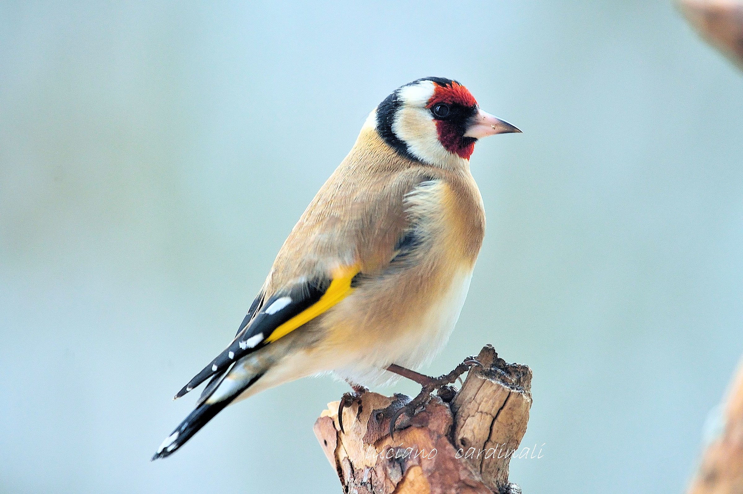 goldfinch