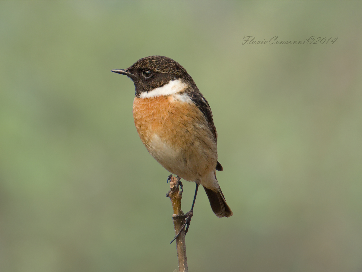 Stonechat