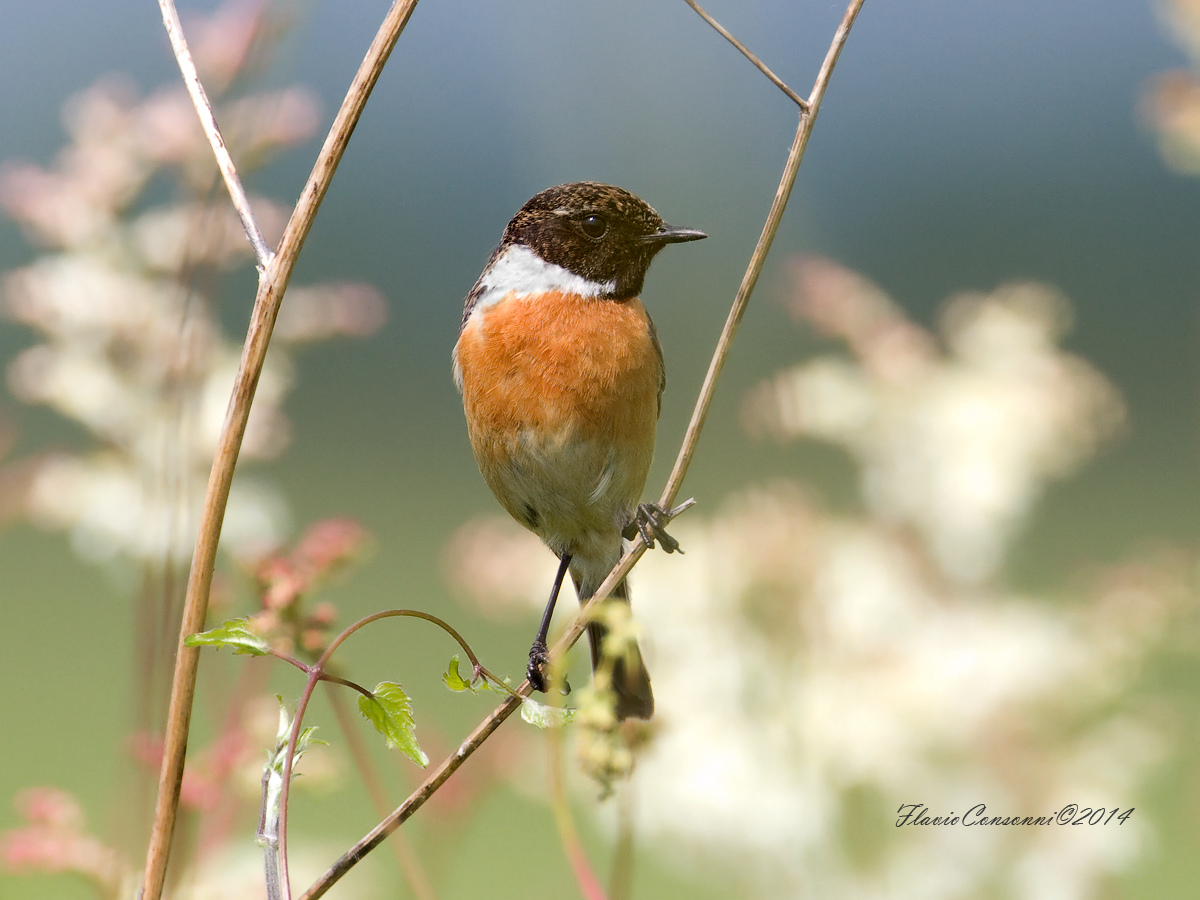 Stonechat