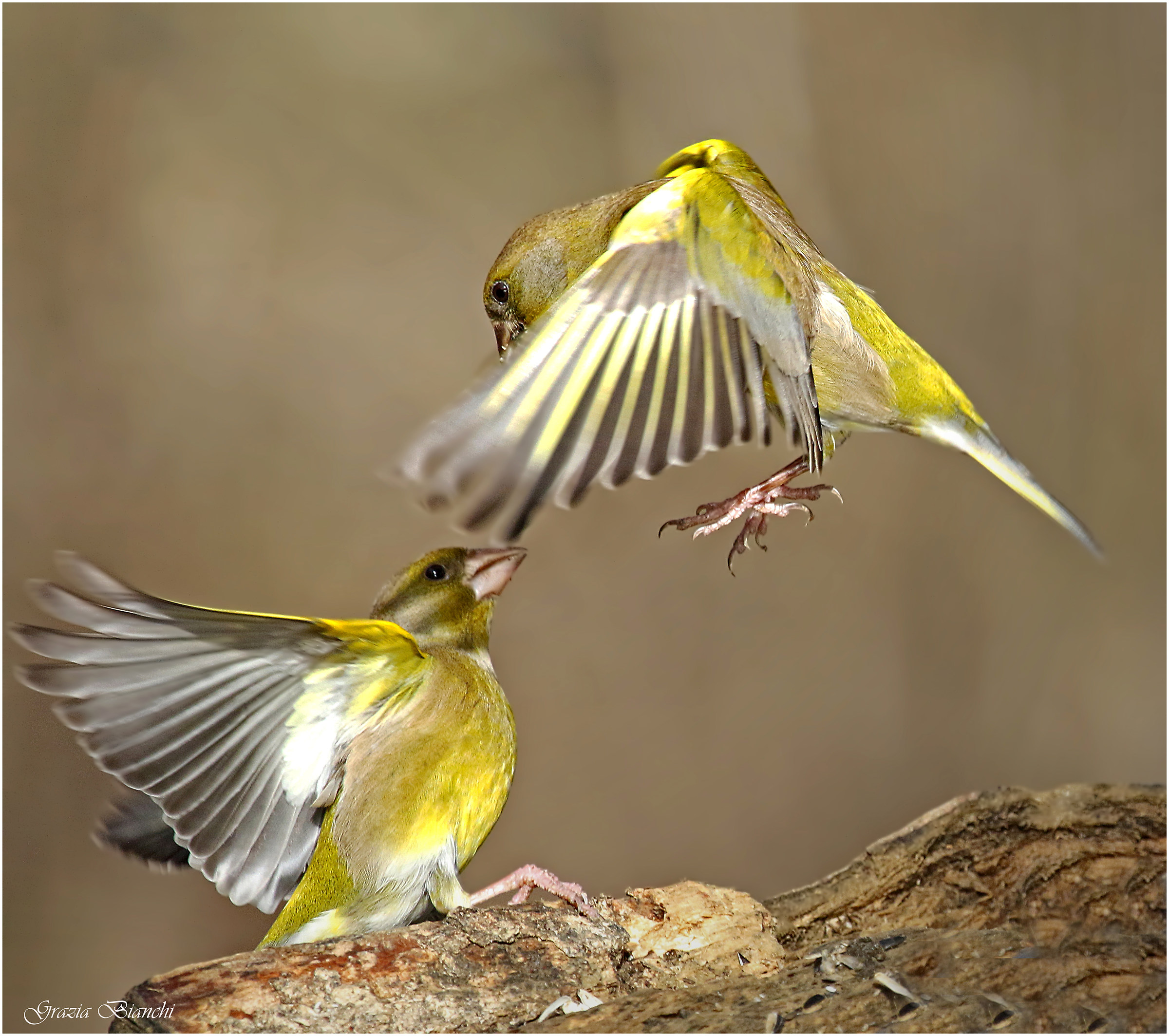 Verdoni - Parco della Piana