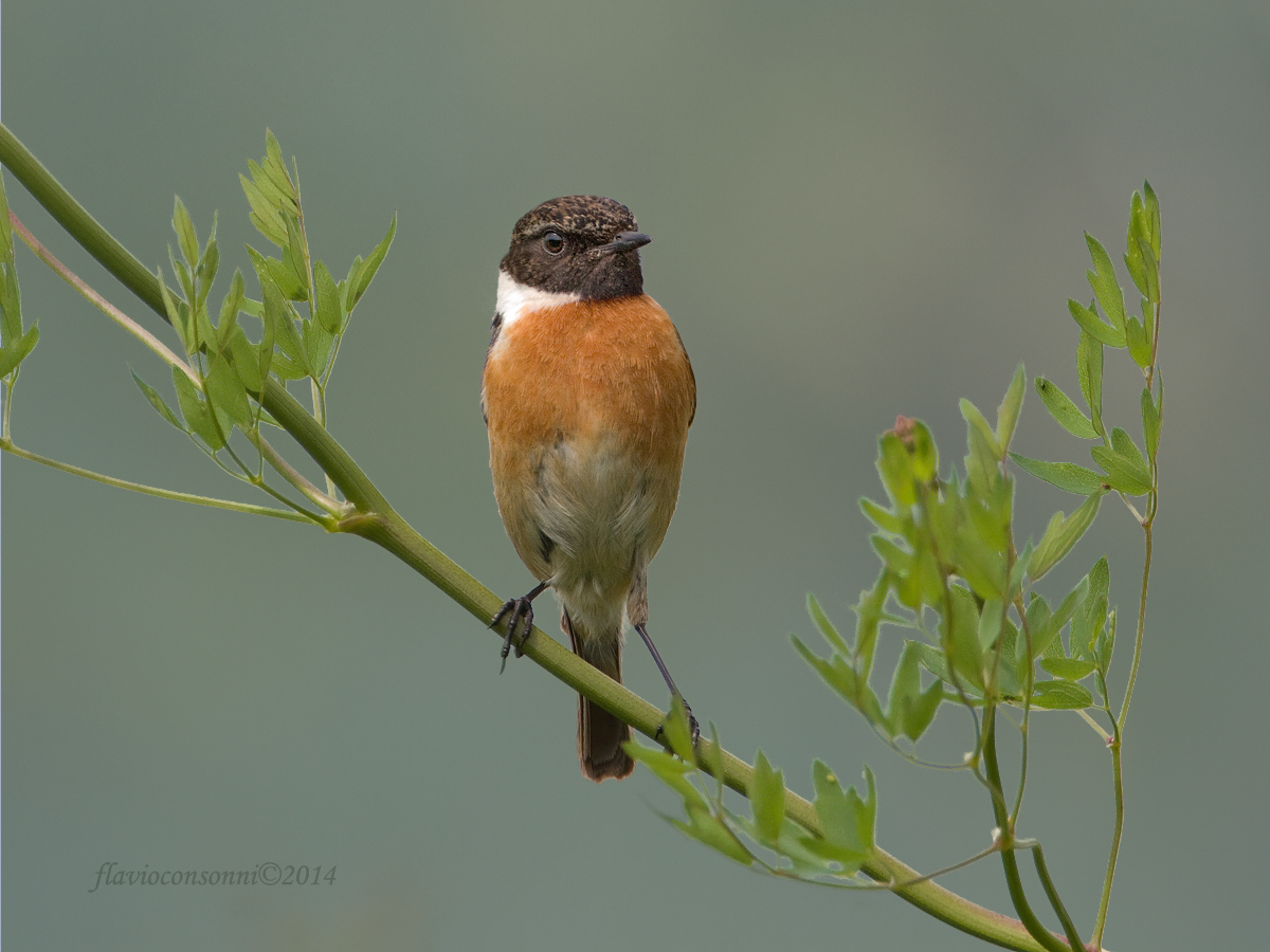 Stonechat