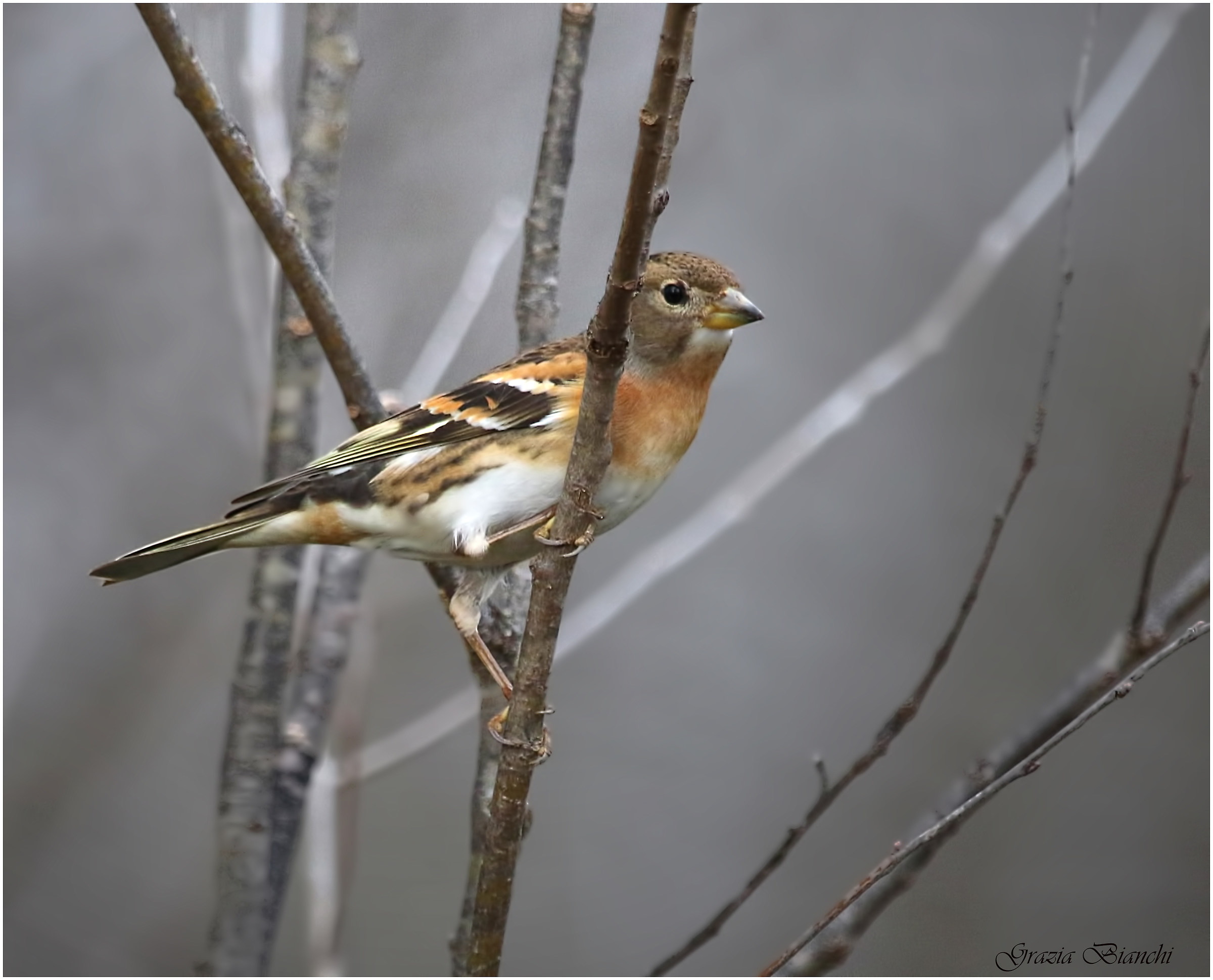 Peppola - Parco della Piana