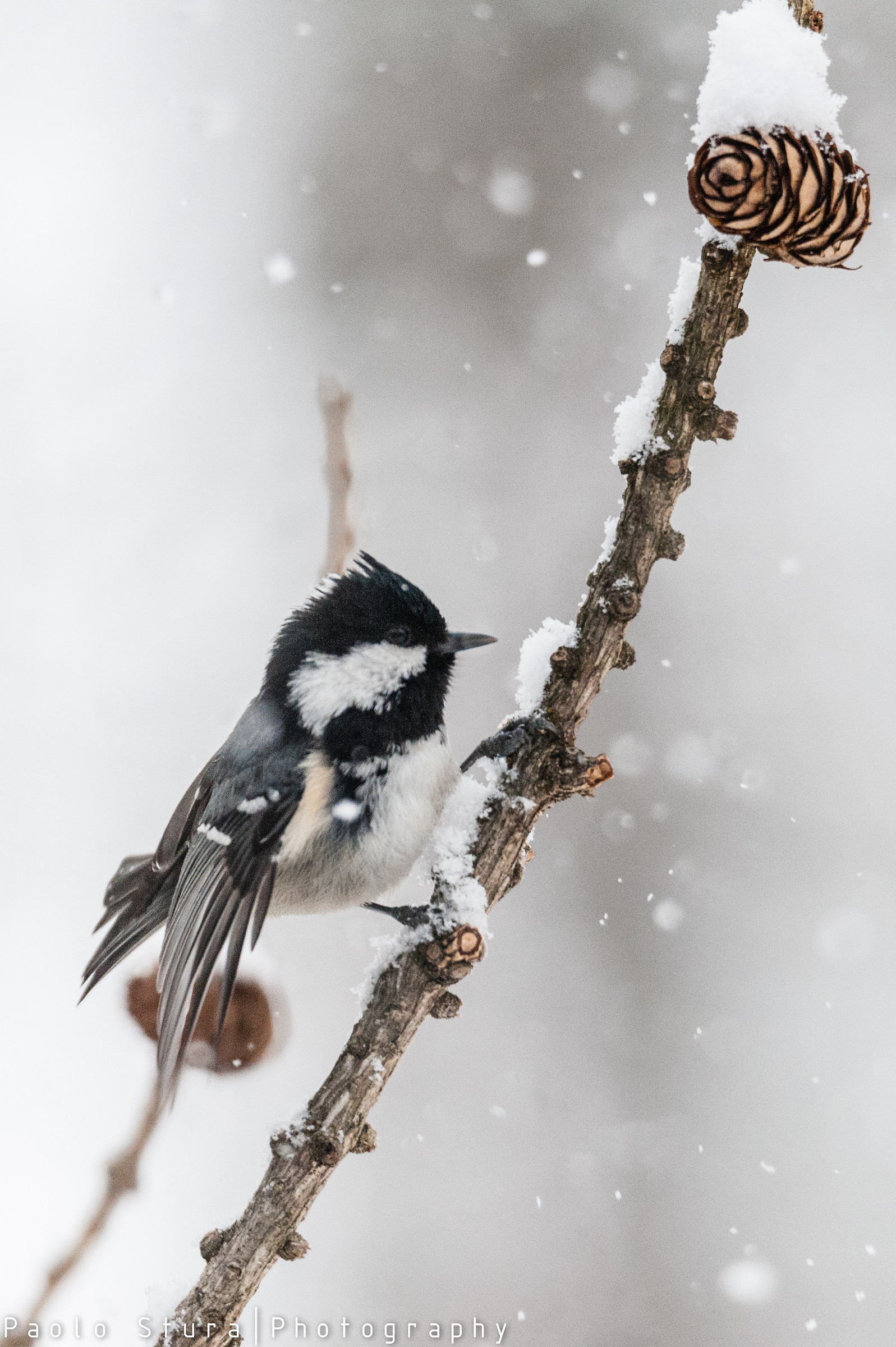 coal tit